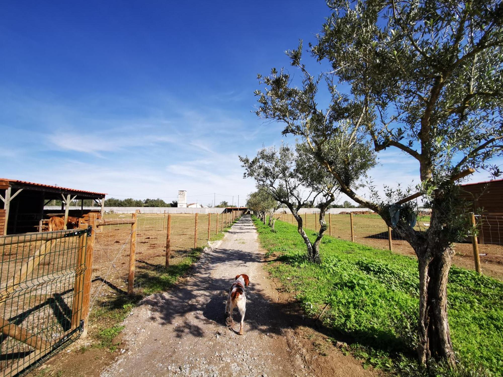 Quinta Do Louredo - Evoraヴィラ エクステリア 写真